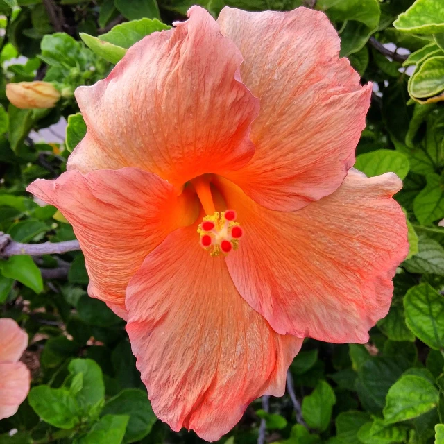 a close up of a flower on a plant, by Kathleen Scott, hurufiyya, hibiscus, glowing peach face, 🦩🪐🐞👩🏻🦳, bahamas
