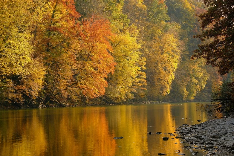 a large body of water surrounded by trees, a photo, by Aladár Körösfői-Kriesch, pexels, fine art, yellows and reddish black, lower saxony, tarski fiume, gold glow