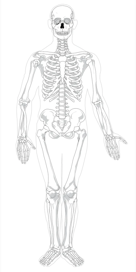 a drawing of a skeleton on a white background, lineart, by Andrei Kolkoutine, shutterstock, process art, detailed vector, colouring - in sheet, white human spine, gray anthropomorphic