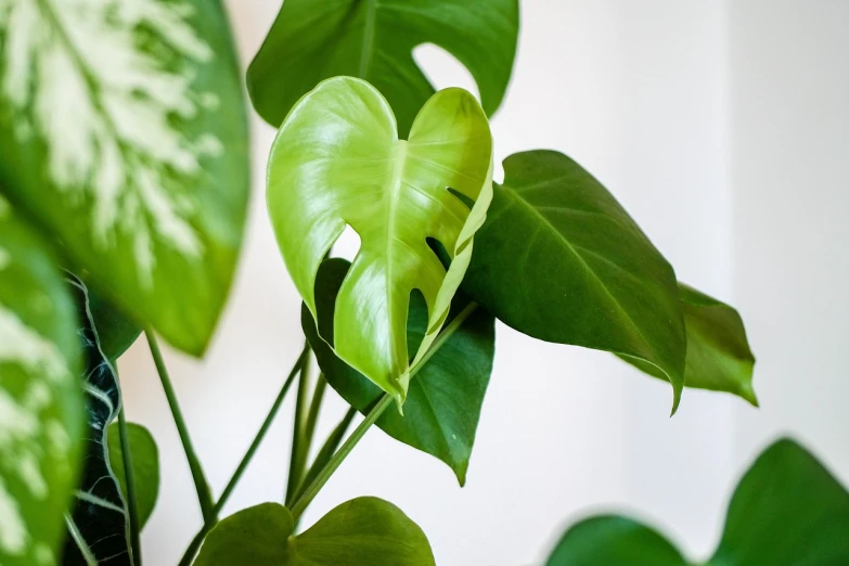 a close up of a plant with green leaves, a picture, by Jakob Gauermann, shutterstock, bright daylight indoor photo, heart-shaped face, monstera deliciosa, 🦩🪐🐞👩🏻🦳