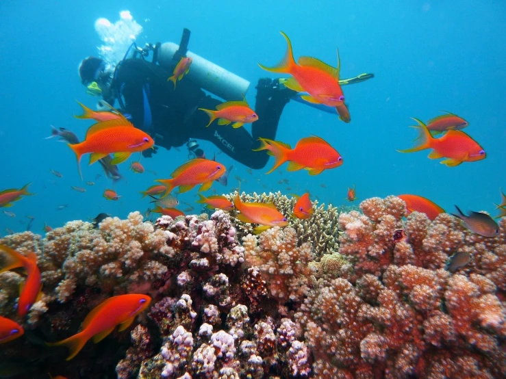 a person swimming in the ocean with a lot of fish, a photo, by Edward Corbett, shutterstock, beautiful colorful corals, red and orange colored, diving suit, dubai