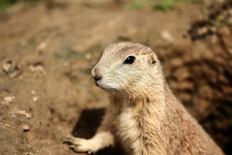 a close up of a small animal on a dirt ground, a portrait, hurufiyya, modern high sharpness photo