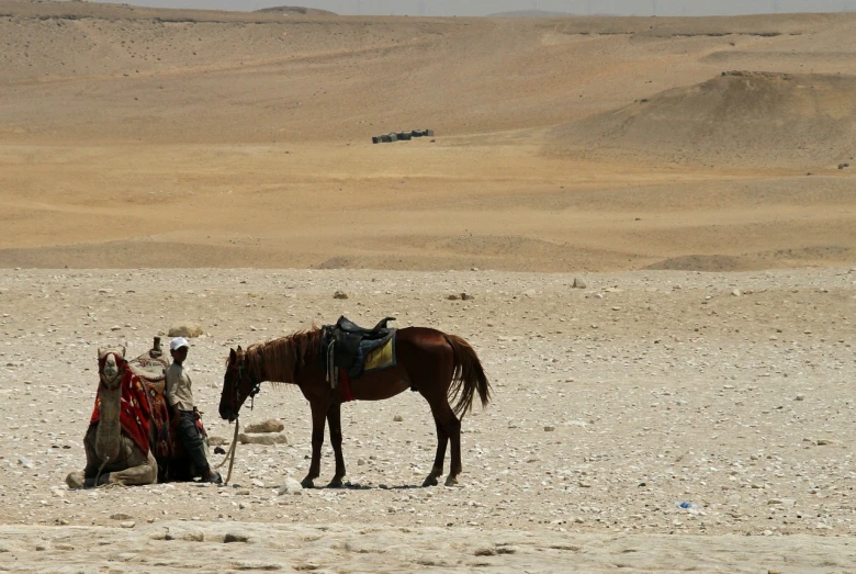a horse that is standing in the dirt, by Peter Churcher, flickr, figuration libre, egyptian landscape, resting after a hard mission, lonely rider, sweltering heat