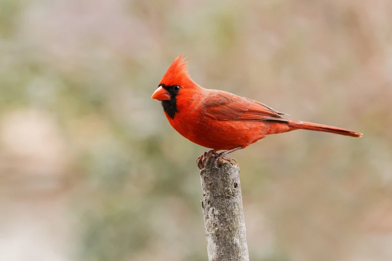 a red bird sitting on top of a wooden stick, a portrait, by Paul Bird, pexels, renaissance, all red, photograph credit: ap, standing, randy bishop