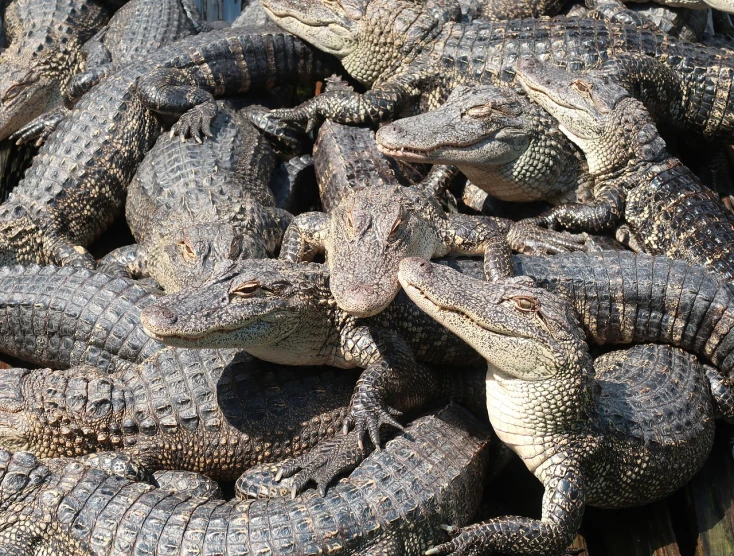 a pile of alligators sitting on top of each other, fans, grain”, very very happy!, journalism photo