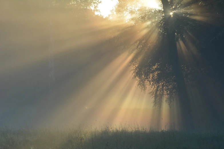 a horse that is standing in the grass, a picture, by Erwin Bowien, romanticism, sun rays through trees, god rays in volumes of fog, sun - rays through canopy, light beams with dust