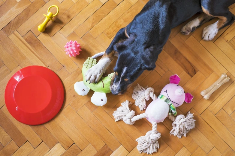 a dog chewing on a toy on the floor, a stock photo, by Dan Content, shutterstock, top - down photograph, toy room, organized, vibrant setting