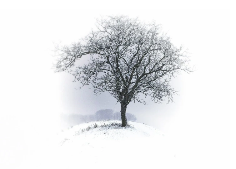 a lone tree in the middle of a snow covered field, a picture, romanticism, white bg, on the top of a hill, white fog, apple tree