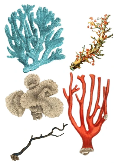 a group of different colored corals on a white background, an illustration of, inspired by Earnst Haeckel, renaissance, props containing trees, textiles, sydney hanson, six arms