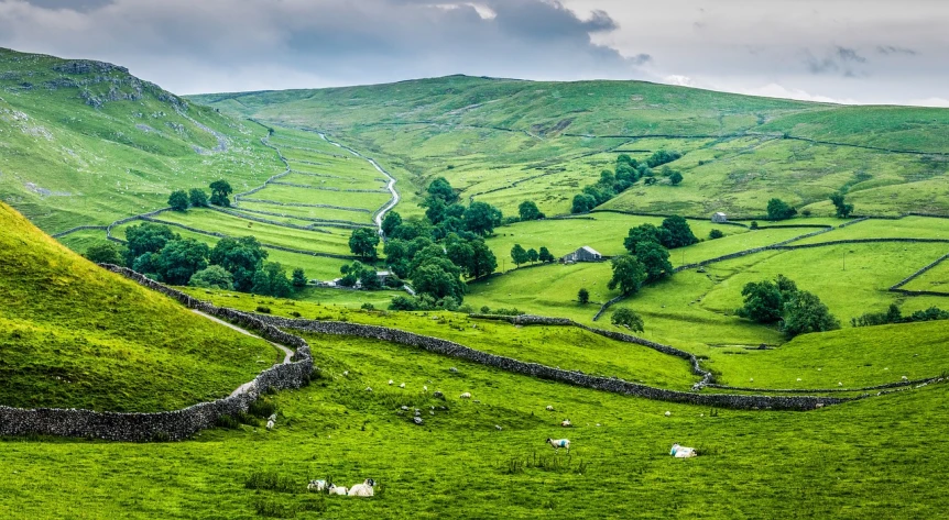 a herd of sheep grazing on a lush green hillside, a picture, by Andrew Robertson, shutterstock, detailed fences and stone walls, forest plains of yorkshire, karst landscape, mobile wallpaper