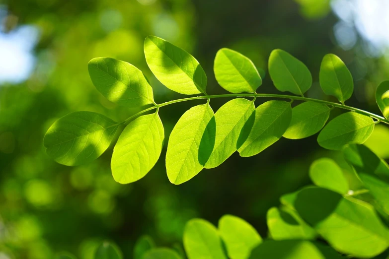 a close up of a plant with green leaves, a picture, by Tadashi Nakayama, shutterstock, moringa oleifera leaves, with backlight, sweet acacia trees, stock photo