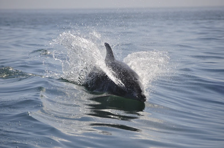 a dolphin splashes on the surface of the water, by Julian Hatton, hurufiyya, news photo, istock, calf, california;