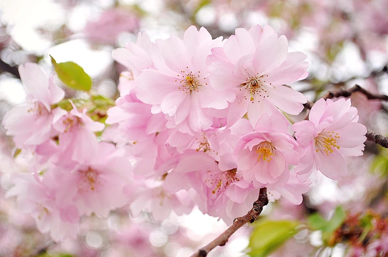 a close up of some pink flowers on a tree, by Kiyoshi Yamashita, flickr, romanticism, sakura from cardcaptor sakura, beautiful”, beautiful flower, wallpaper”