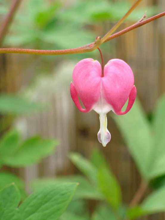 a close up of a flower on a branch, a photo, flickr, sōsaku hanga, hearts, hooded, fuchsia, half - length photo