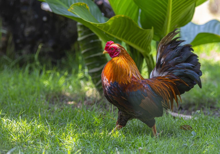 a rooster standing on top of a lush green field, a stock photo, sumatraism, tropical bird feathers, in a suburban backyard, 8k 50mm iso 10, mid-shot of a hunky