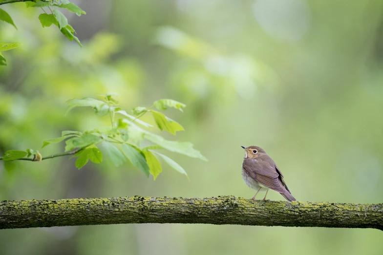 a small bird sitting on top of a tree branch, a picture, by Etienne Delessert, shutterstock, in a woodland glade, ringlet, springtime morning, stock photo