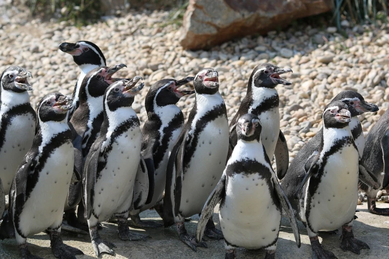 a group of penguins standing next to each other, a portrait, by Dietmar Damerau, shutterstock, singing, 🦩🪐🐞👩🏻🦳, super detailed image, vacation photo