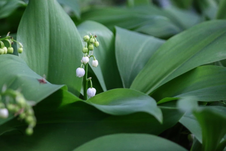 a group of white flowers sitting on top of green leaves, a picture, inspired by Carpoforo Tencalla, hurufiyya, bending down slightly, sepals forming helmet, spring evening, fine simple delicate structure