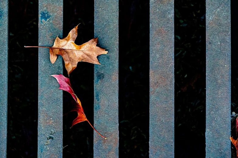a leaf laying on top of a metal bench, by Matt Stewart, art photography, behind bars, three colors, leaves in the air, stripes