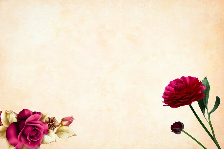 a couple of flowers sitting on top of a table, a digital painting, pexels, romanticism, beige background, background image, red and magenta flowers, banner