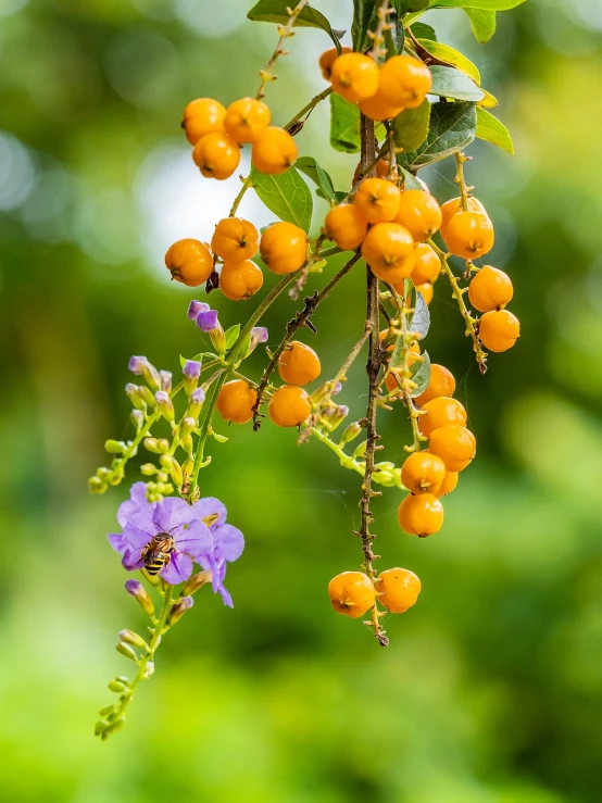 a bunch of orange berries hanging from a tree, fine art, an orchid flower, bokeh in the background only, yellow colours, seeds