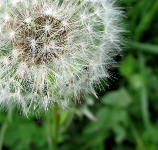 a close up of a dandelion in the grass, by Andrew Domachowski, precisionism, many small details, poofy, from wheaton illinois, flower sepals forming helmet