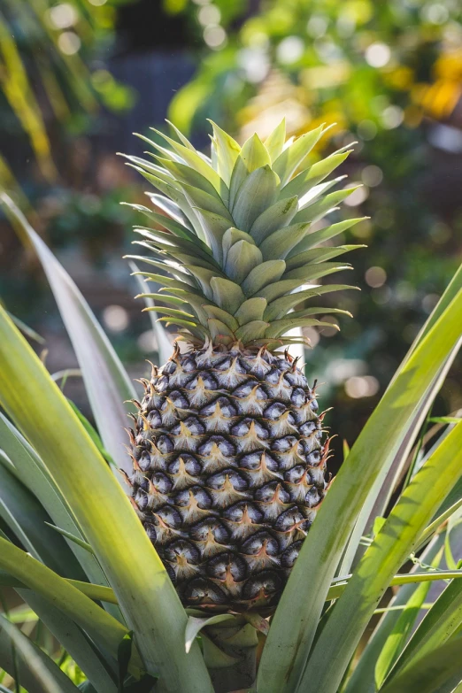 a close up of a pineapple on a tree, a portrait, sunny light, highly detailed product photo, maui, outdoor photo