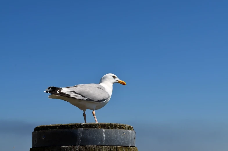 a seagull standing on top of a wooden post, arabesque, having fun in the sun, high res photo