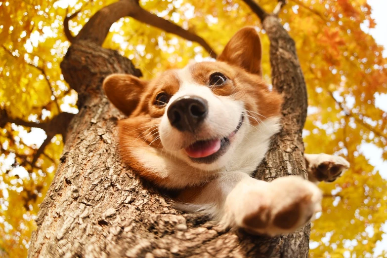 a brown and white dog sitting on top of a tree, a stock photo, by Niko Henrichon, shutterstock, photorealism, corgi cosmonaut, silly playful fun face, autumn season, high definition screenshot