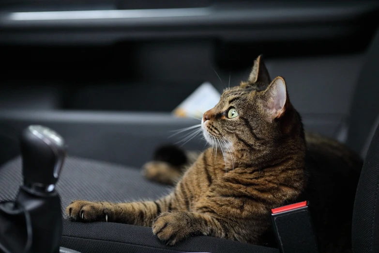 a cat sitting in the driver's seat of a car, pexels, looking to the sky, elegant pose, sitting on the sofa, with high detail