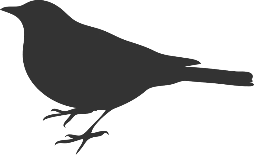 a silhouette of a bird sitting on a branch, a raytraced image, inspired by Gonzalo Endara Crow, pixabay, mingei, zoomed in, grey, bird\'s eye view, no - text no - logo