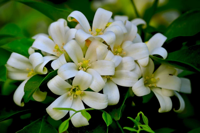 a close up of a bunch of white flowers, by Tom Carapic, louisiana, jasmine, f/4, !!highly detalied