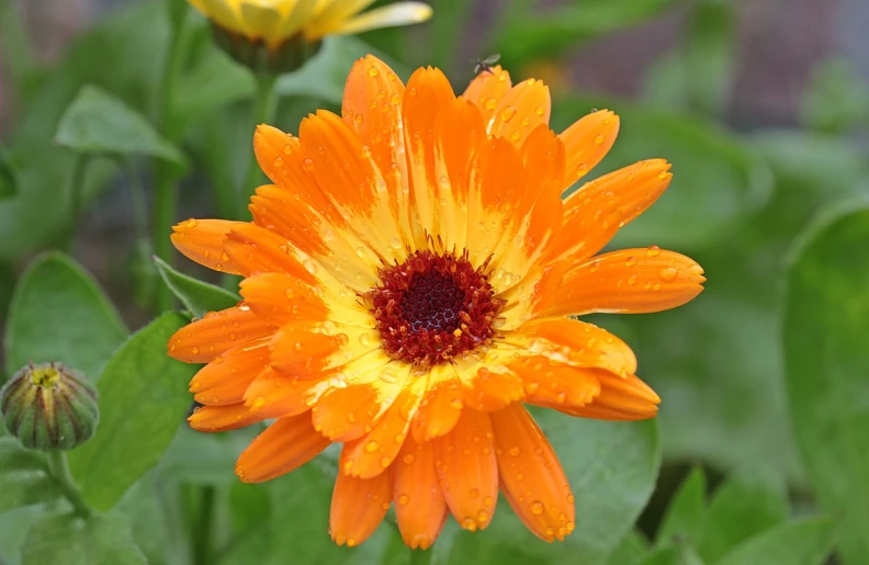 a close up of a flower with water droplets on it, a portrait, marigold, slight overcast weather, various posed, beautiful flower