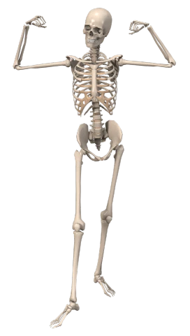 a skeleton standing in front of a black background, a digital rendering, by Muirhead Bone, massurrealism, hips, 1128x191 resolution, bottom view, modeled in poser