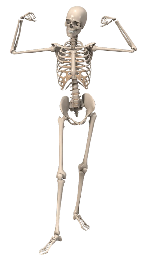 a skeleton standing in front of a black background, a digital rendering, by Muirhead Bone, massurrealism, hips, 1128x191 resolution, bottom view, modeled in poser