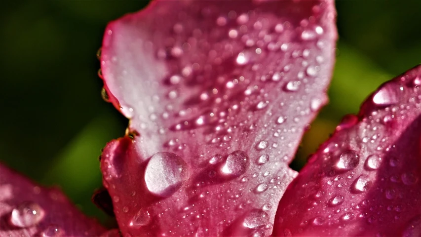 a close up of a pink flower with water droplets, inspired by Jacopo Bassano, flickr, romanticism, rose petals, tiny crimson petals falling, glossy from rain, wallpaper - 1 0 2 4