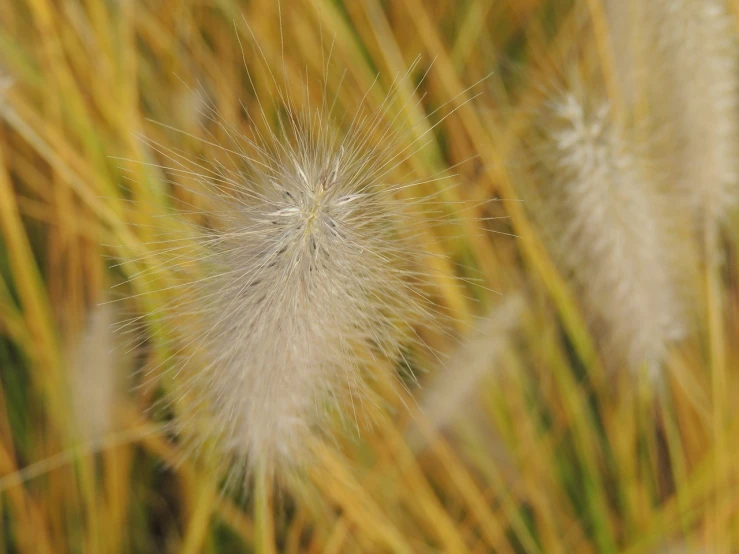 a close up of a plant with a blurry background, a macro photograph, precisionism, blond fur, golden grasslands, detailed zoom photo, high details photo