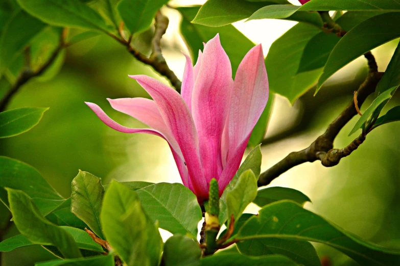 a close up of a pink flower on a tree, by Jan Rustem, flickr, magnolia big leaves and stems, beautiful flower, emerald, peacefull