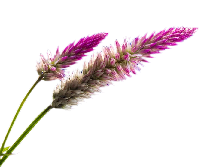 a couple of flowers that are in a vase, a digital rendering, by Dietmar Damerau, pink grass, on black background, closeup photo, long spikes