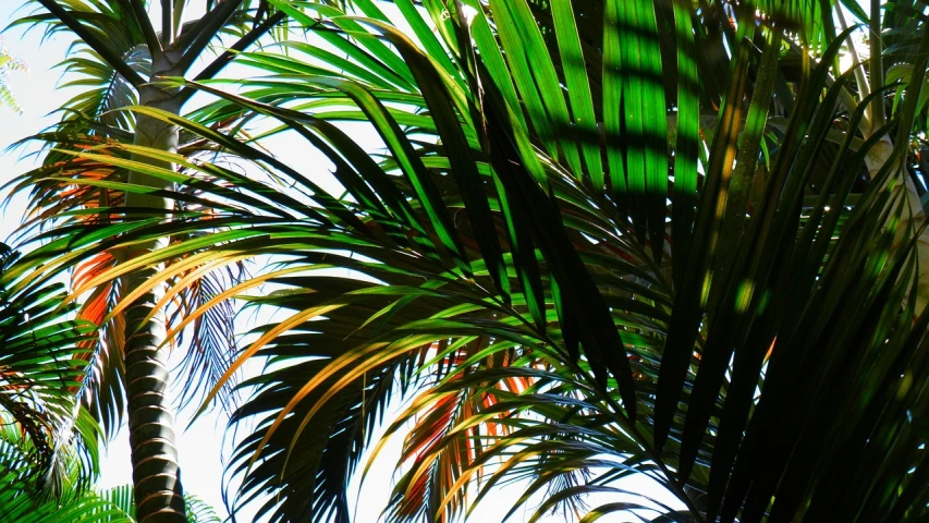 a group of palm trees on a sunny day, flickr, hurufiyya, woody foliage, colorful high contrast, up-close, ! low contrast!