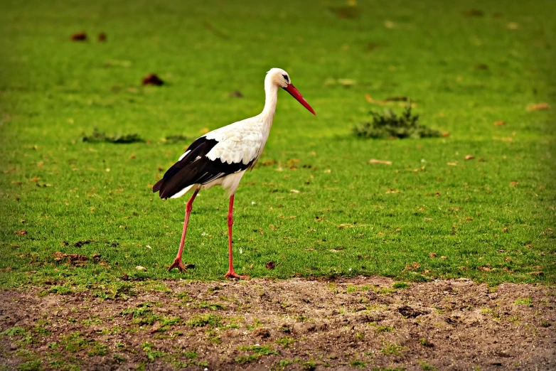 a large white bird standing on top of a lush green field, a stock photo, trending on pixabay, hurufiyya, near pond, on the african plains, india, on ground