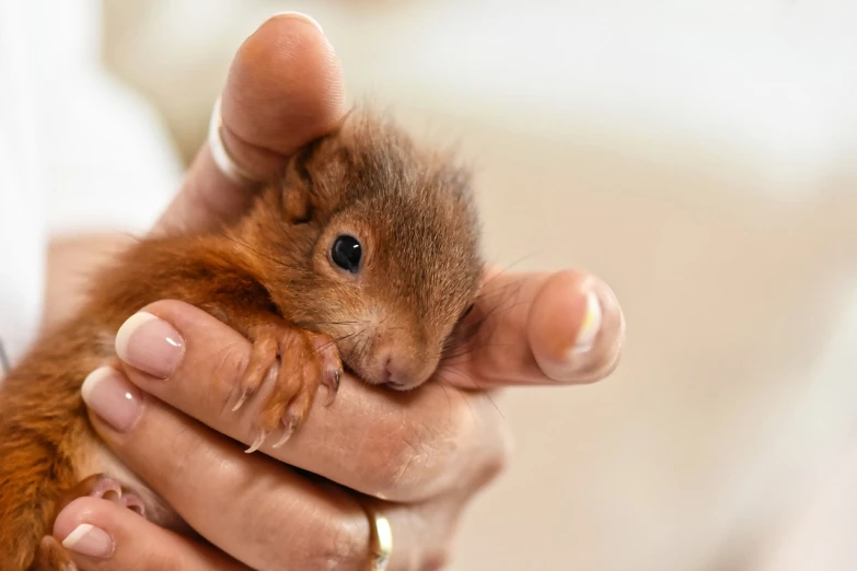 a close up of a person holding a small animal, a picture, by Maksimilijan Vanka, shutterstock, squirrel, breeding, closeup 4k, patricia piccinini