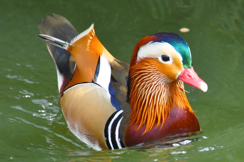 a close up of a duck in a body of water, by Jan Rustem, flickr, dressed in colorful silk, doing an elegant pose, full of colour 8-w 1024, male