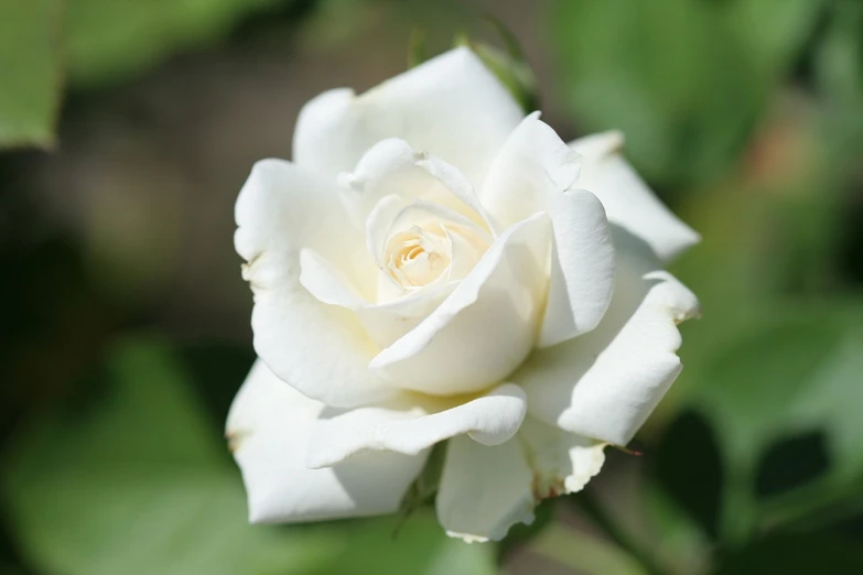 a white rose with green leaves in the background, romanticism, beautiful flower, she is about 7 0 years old, illinois, beautiful sunny day
