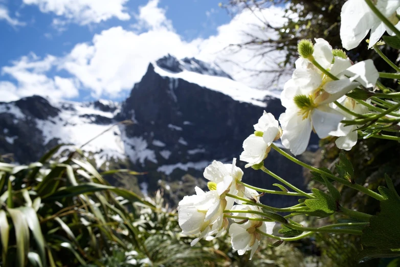 a bunch of white flowers with a mountain in the background, a picture, by Werner Andermatt, hurufiyya, new zealand, view up, very sharp photo