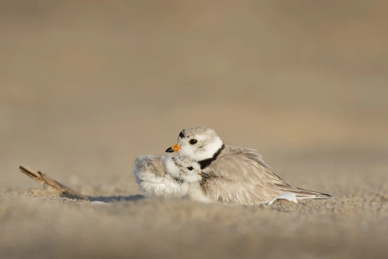 a couple of birds sitting on top of a dry grass field, a portrait, by Dietmar Damerau, laying on a beach, motherly, very cute, hug