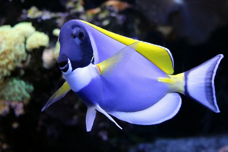 a close up of a blue and yellow fish, a picture, hurufiyya, purple. smooth shank, dominant wihte and blue colours, tang mo, with a pointed chin