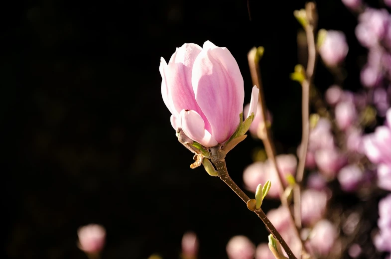 a close up of a pink flower on a tree, a macro photograph, by Hans Schwarz, shutterstock, magnolias, back light contrast, late afternoon sun, various posed