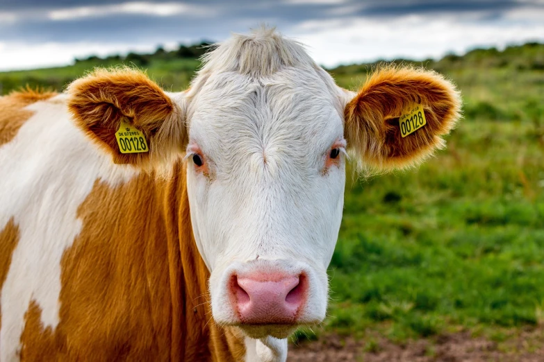 a brown and white cow standing on top of a lush green field, a picture, by Edward Corbett, pexels, renaissance, big lips, closeup headshot portrait, advanced technology, liquid gold