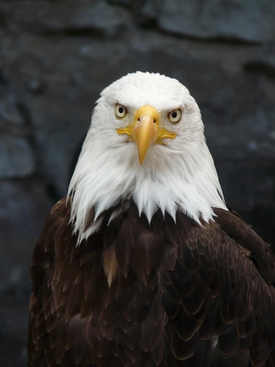 a bald eagle standing in front of a rock wall, a portrait, pexels, hurufiyya, an indifferent face, with a white muzzle, closeup photo, focused photo